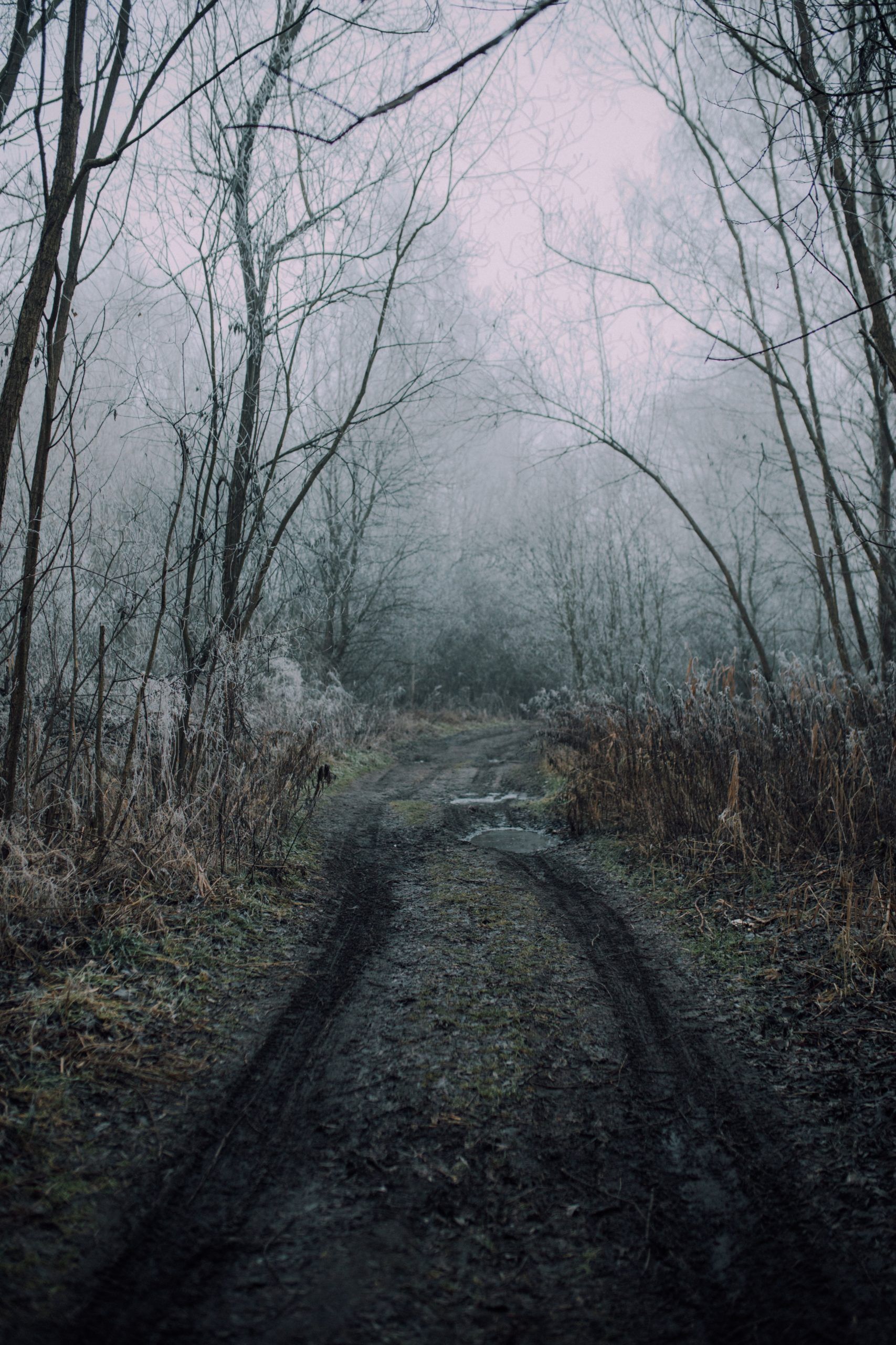 Ruts in a foggy forest demonstrate the samskaras in our lives; we often tread the same paths over and over.