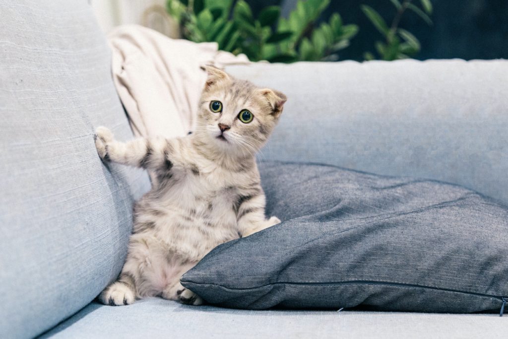 Use couch cushions or pillows for a workout - but only if you can get them out from under your furry friends!